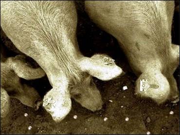 Descrizione: porci